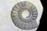 Three Devonian Anetoceras Ammonites - Morocco #68774-3